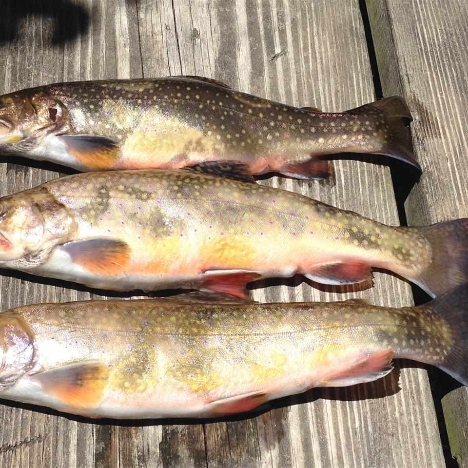 Campfire Seared Trout